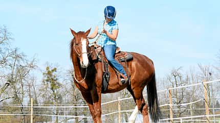 CAV Gebisslos Reiten Claudia Miller CAV Gebisslos Reiten Claudia Miller