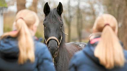 CAV Heilpraktiker Weerd Zwillinge CAV Heilpraktiker Weerd Zwillinge