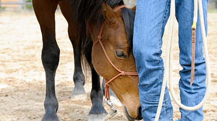 CAV Harmonie Pferd und Reiter 3 CAV Harmonie Pferd und Reiter 3