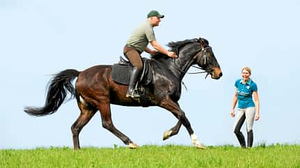 CAV Dressur Horsemanship 7 CAV Dressur Horsemanship 7