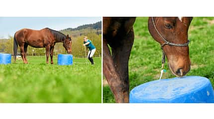 CAV Dressur Horsemanship 6 CAV Dressur Horsemanship 6