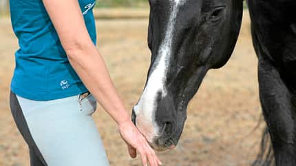 CAV Dressur Horsemanship 8 CAV Dressur Horsemanship 8