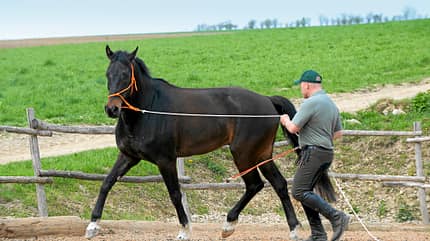 CAV Dressur Horsemanship 4 CAV Dressur Horsemanship 4
