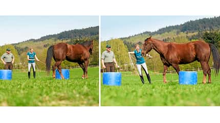 CAV Dressur Horsemanship 5 CAV Dressur Horsemanship 5