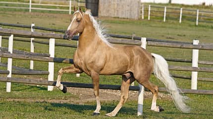 CAV Tennessee Walker Walkaway Farm 4 CAV Tennessee Walker Walkaway Farm 4