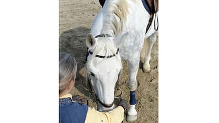 CAV Biegung Genick Studie Dressur Stellung 10