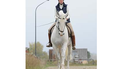 CAV Biegung Genick Studie Dressur Stellung 11