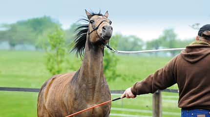 CAV-Standpunkt-Horsemanship-3 (jpg) CAV-Standpunkt-Horsemanship-3 (jpg)
