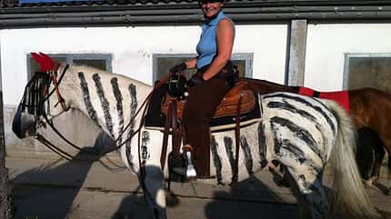 CAV Zebra Bremsen Streifen CAV Zebra Bremsen Streifen