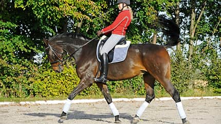 CAV Aussitzen Dressur Dietze Standpunkt 1 CAV Aussitzen Dressur Dietze Standpunkt 1