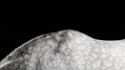 CAV Widerrist Schimmel CAV Widerrist Schimmel