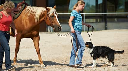 CAV Horse and Dog Trail Sabine Lang 4 CAV Horse and Dog Trail Sabine Lang 4