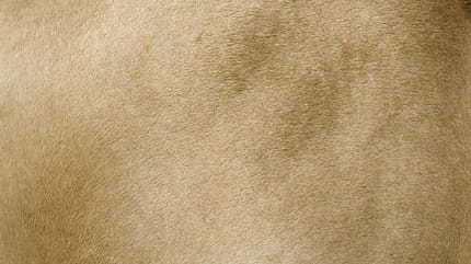 CAV_1111_PferdPur_Winterfell_Sommerfell_LIR7299 (jpg) CAV_1111_PferdPur_Winterfell_Sommerfell_LIR7299 (jpg)