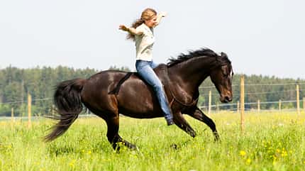 CAV Cavallo Cup Pferd ohne Sattel CAV Cavallo Cup Pferd ohne Sattel