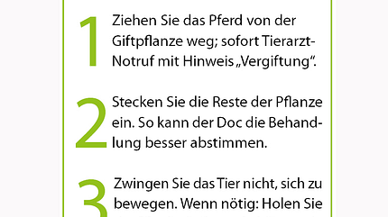 CAV 06_2010 Giftpflanzen_erste Hilfe CAV 06_2010 Giftpflanzen_erste Hilfe