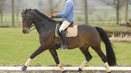 CAV Korrekturberitt Dressur Pferd CAV Korrekturberitt Dressur Pferd