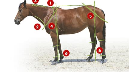 CAV 0503 Exterieur_Quarter Horses_05 (jpg)