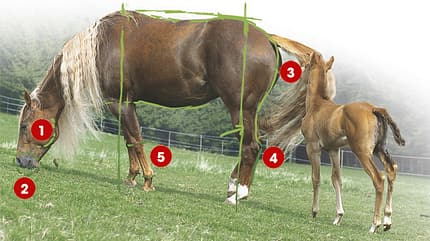 CAV 0503 Exterieur_Quarter Horses_02 (jpg)