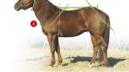 CAV 0503 Exterieur_Quarter Horses_08 (jpg)