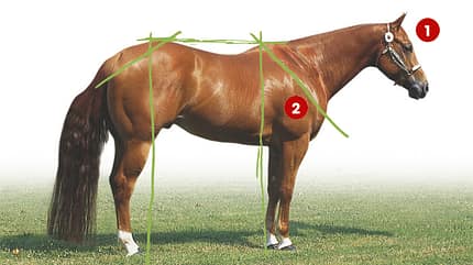CAV 0503 Exterieur_Quarter Horses_06 (jpg)
