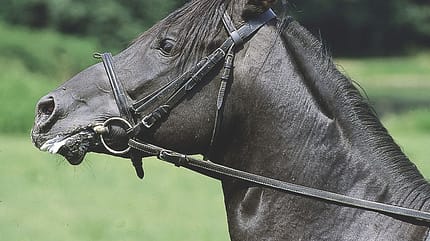CAV Hilfszügel Bild 5 CAV Hilfszügel Bild 5