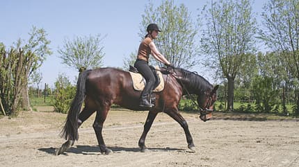 CAV Hufrolle Bild 2 CAV Hufrolle Bild 2
