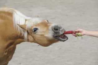 CAV Futter Pferd Kopf CAV Futter Pferd Kopf
