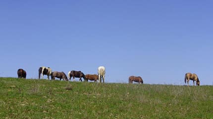 CAV Pferd Weide Koppel Pferdekopf CAV Pferd Weide Koppel Pferdekopf