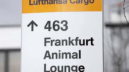 CAV Animal Lounge CAV Animal Lounge