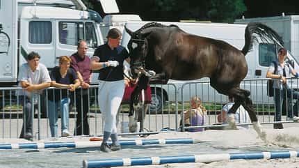 CAV_GHP1_7_hops_gegangen_1 CAV_GHP1_7_hops_gegangen_1