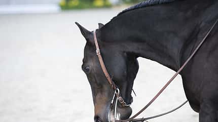CAV Westernkritik CAV Westernkritik