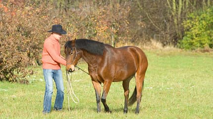 CAV 0108 Gurutest - Blaha mit Pferd CAV 0108 Gurutest - Blaha mit Pferd