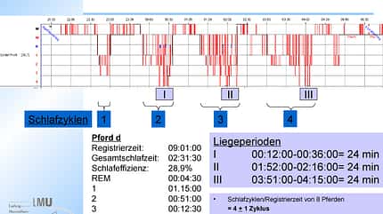 CAV_0408_schlafforschung_Schlafprofil_der_Pferde CAV_0408_schlafforschung_Schlafprofil_der_Pferde