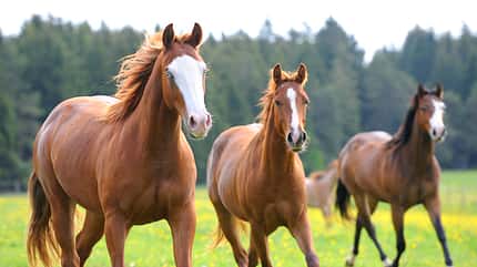 CAV Pferd Herde Weide Koppel Grasen CAV Pferd Herde Weide Koppel Grasen