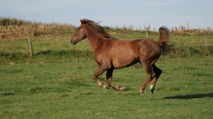 CAV Pferd Koppel Fuchs Weide Gras CAV Pferd Koppel Fuchs Weide Gras