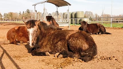 cav-201905-reitschultest-mit-TEASER-hesta-kykki-20190223-125028-offenstall-v-amendo (jpg) cav-201905-reitschultest-mit-TEASER-hesta-kykki-20190223-125028-offenstall-v-amendo (jpg)