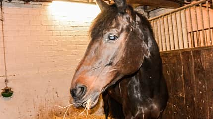 cav-201905-reitschultest-mit-TEASER-reit-und-fahrschule-oldenburg-dsc-5455-schulpferd-v-amendo (jpg) cav-201905-reitschultest-mit-TEASER-reit-und-fahrschule-oldenburg-dsc-5455-schulpferd-v-amendo (jpg)