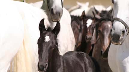 CAV Piber Lipizzaner Schimmel Fohlen CAV Piber Lipizzaner Schimmel Fohlen