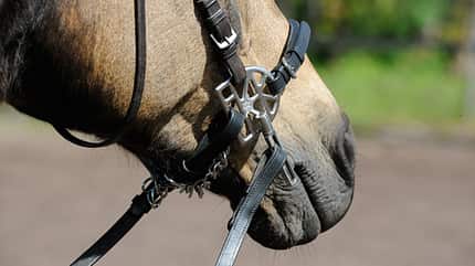 CAV Gebisslos reiten Zaum Zäumung 4 CAV Gebisslos reiten Zaum Zäumung 4