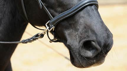 CAV Gebisslos reiten Zaum Zäumung 1 CAV Gebisslos reiten Zaum Zäumung 1