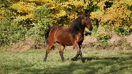 CAV Pferd Koppel Brauner Weide CAV Pferd Koppel Brauner Weide