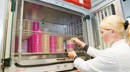 CAV-1011-Heubedampfer-Laborproben (jpg) CAV-1011-Heubedampfer-Laborproben (jpg)