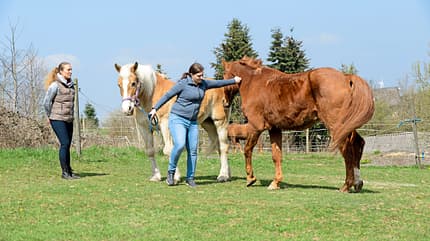 CAVALLO-Coach CAVALLO-Coach