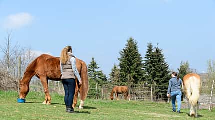 CAVALLO-Coach CAVALLO-Coach