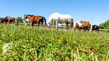 CAVALLO, Grass Sickness Grass Sickness
