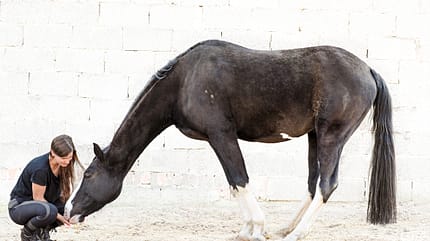 CAVALLO Mit Stift, Stoff und Humor Mit Stift, Stoff und Humor