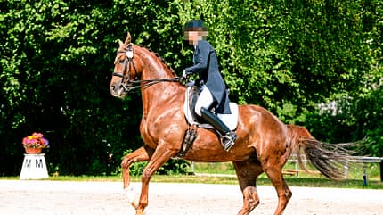 CAVALLO Turnierrichter packen aus Turnierrichter packen aus