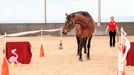 CAVALLO Schreck, lässt nach! Schreck, lässt nach!