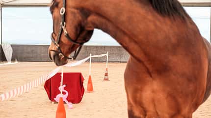 CAVALLO Schreck, lässt nach! Schreck, lässt nach!
