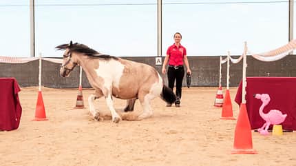 CAVALLO Schreck, lässt nach! Schreck, lässt nach!